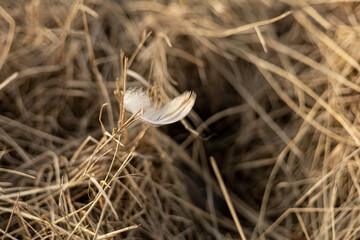 White feather in dry grass, blurred background