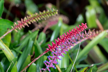 Tropical Plants in the botanical garden of funchal on Madeira