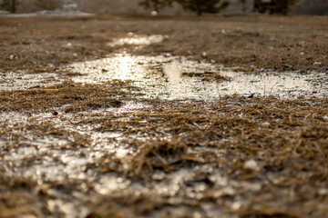 Dry grass and water puddle. A natural puddle in short grass with patches of sunlight and shade  Soil Background mud puddle