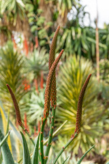 Blooming plants in the botanical garden in funchal at madeira