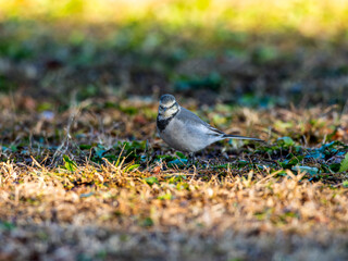 地面を歩くハクセキレイ