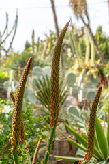 Blooming plants in the botanical garden in funchal at madeira