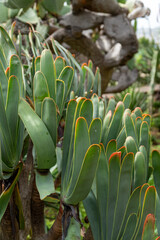 Tropical Plants in the botanical garden of funchal on Madeira