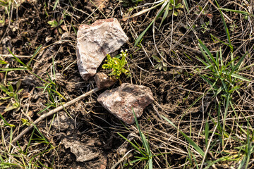First grass, green plants, first flowers sprouting out from soil in spring. Spring in the forest. Nature is waking up.