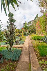 Obraz premium Blooming plants in the botanical garden in funchal at madeira