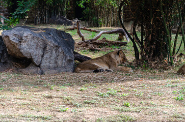 Lioness resting in a zoo