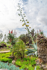 Blooming plants in the botanical garden in funchal at madeira