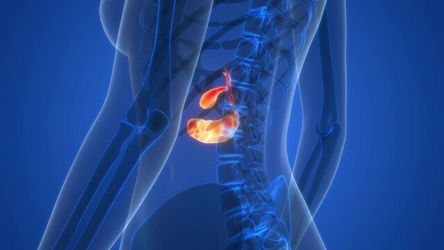 Human Internal Organs Pancreas with Gallbladder Anatomy Animation Concept
