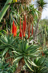 Blooming plants in the botanical garden in funchal at madeira