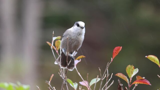 Canada Grey Jay Bird Video,  Stock Footage of the Grey Jay (Camp Robber) - A Cinematic Journey in Northern Ontario's Algonquin Area. Wildlife Video. 