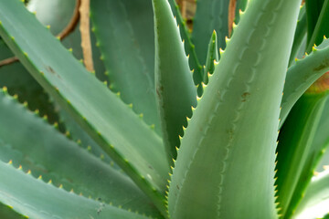 Tropical Plants in the botanical garden of funchal on Madeira