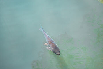 池を泳ぐ鯉