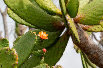 Tropical Plants in the botanical garden of funchal on Madeira