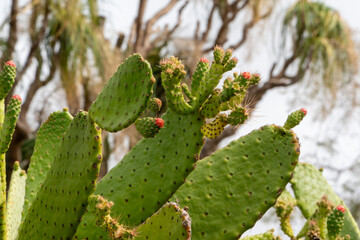 Tropical Plants in the botanical garden of funchal on Madeira