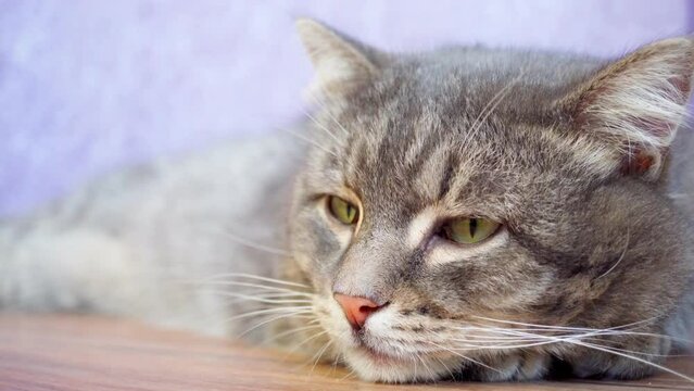 A grey cat with green eyes is lying on the floor of the house and resting. The cat relaxes and looks calmly.