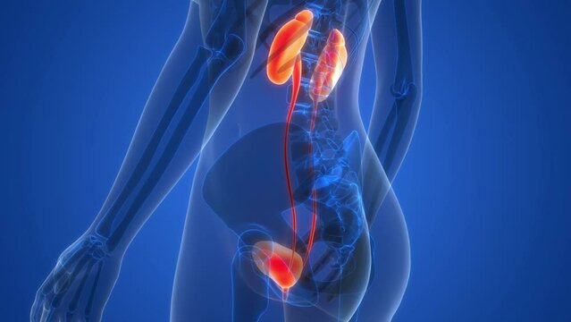 Female Urinary System Kidneys with Bladder Anatomy Animation Concept