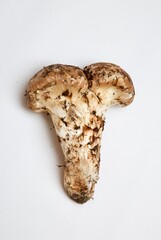 matsutake 松茸