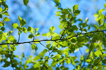 young leaves on spring tree