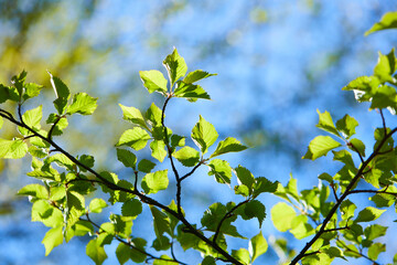 young leaves on spring tree