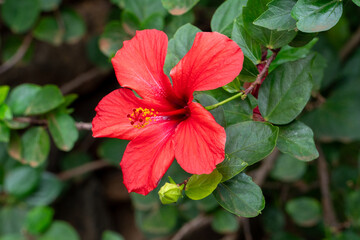 Hibiscus flower in the botanical garden at Funchal