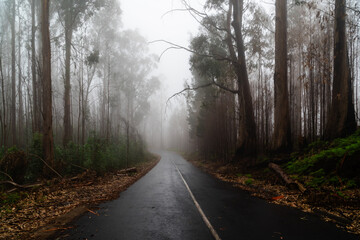 Foggy street trough an eucalyptus forest