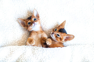 Two little red kittens lying under warm soft blanket. Concept of love, good morning, St. Valentines...