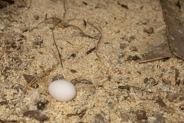 Chicken eggs in the straw nest. Small household. Chicken coop in the village. Bio and eco farming, bio food products