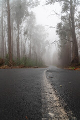 Foggy street trough an eucalyptus forest