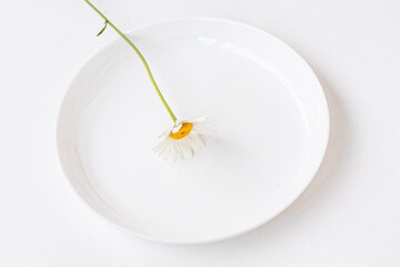 Chamomile flower on a white ceramic cup on white plate. Summer table décor, farm-style, product display or design key visual layout. Mock up, close up