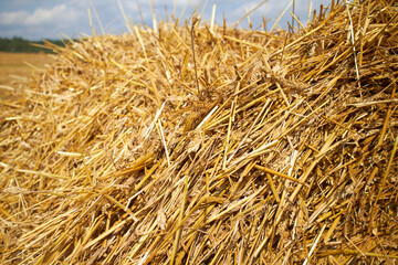 rolling haystack and wheat on farmer field