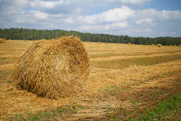 rolling haystack and wheat on farmer field