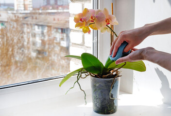 Caring for orchids in the winter. Cleaning the leaves of houseplants.