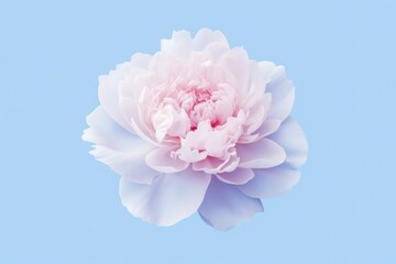  a close up of a pink flower on a light blue background with a soft focus to the center of the flower and the center of the flower in the center.