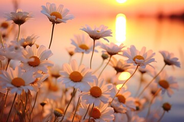  a field of daisies in front of a lake with the sun setting in the background and a body of water in the foreground with the sun in the distance.