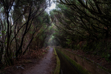 Levada on Madeira during a foggy day