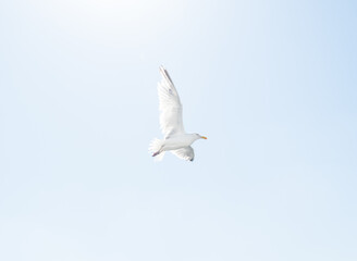 Seagull with its wings spread open mid flight. Glowing from the sunlight, large bird gull