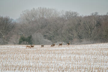 Rehe in einer Gruppe auf einem eingeschneiten Stoppelfeld in Norddeutschland