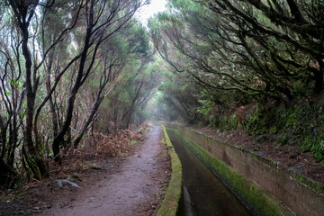 Fototapeta na wymiar Levada on Madeira during a foggy day