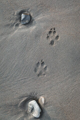 Fototapeta na wymiar Dog feet paw print in beach sand