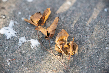 herbstliche Buchenblätter auf winterlichem Weg