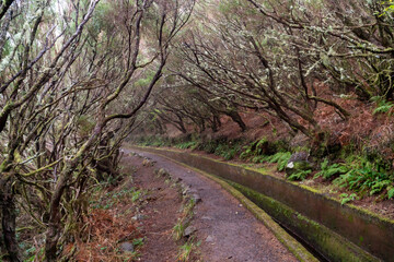 Levada on Madeira during a foggy day