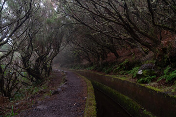 Fototapeta na wymiar Levada on Madeira during a foggy day