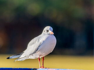 手すりにとまるユリカモメ