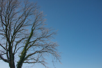 kahler, winterlicher alter Baum vor himmelblauem Firmament