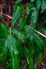 Wet Tropical fern on Madeira