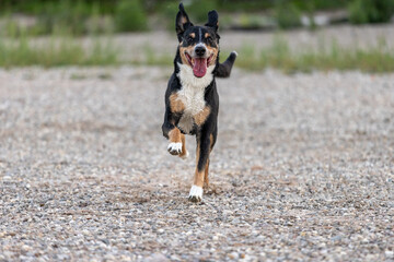 beautiful tricolor dog running on the beach
