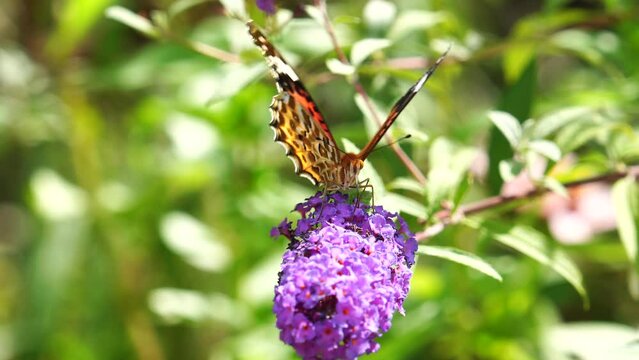 Female Indian fritillary (Argynnis hyperbius) nectaring on Buddleja davidii