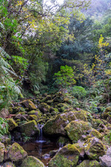 River flowing through the Rainforest at Madeira