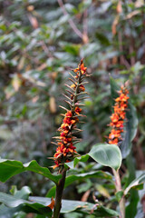 Blooming plants in the botanical garden in funchal at madeira