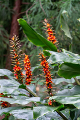 Blooming plants in the botanical garden in funchal at madeira